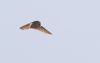 Barn Owl at West Canvey Marsh (RSPB) (Tim Bourne) (11020 bytes)