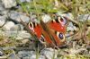 Peacock Butterfly at Bowers Marsh (RSPB) (Richard Howard) (142051 bytes)