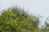 Cuckoo at Two Tree Island (West) (Richard Howard) (113569 bytes)