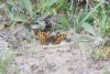 Wall Brown at Canvey Wick (Jeff Delve) (84932 bytes)