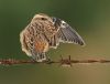 Whinchat at Bowers Marsh (RSPB) (Graham Oakes) (56153 bytes)