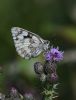 Marbled White at Canvey Way (Jeff Delve) (53743 bytes)