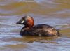 Little Grebe at Lower Raypits (Jeff Delve) (62379 bytes)
