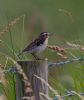 Whinchat at Bowers Marsh (RSPB) (Jeff Delve) (57584 bytes)