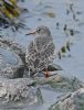 Purple Sandpiper at Canvey Point (Graham Oakes) (77977 bytes)
