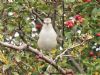 Barred Warbler at Gunners Park (Mike Clarke) (99266 bytes)