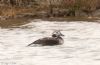 Long-tailed Duck at Wallasea Island (RSPB) (Jeff Delve) (55735 bytes)