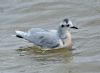 Little Gull at Canvey Point (Graham Oakes) (59628 bytes)