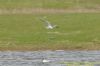 Common Tern at West Canvey Marsh (RSPB) (Richard Howard) (79616 bytes)