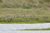 Grey Plover at River Roach (Graham Mee) (76036 bytes)