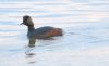 Black-necked Grebe at Bowers Marsh (RSPB) (Tim Bourne) (35343 bytes)