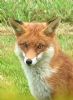 Red Fox at South Fambridge (Paul Baker) (73659 bytes)