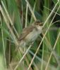 Marsh Warbler at Benfleet Downs (Steve Arlow) (64996 bytes)