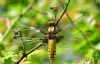 Broad-bodied Chaser at Bowers Marsh (RSPB) (Graham Oakes) (70104 bytes)