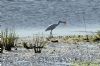 Spoonbill at Wallasea Island (RSPB) (Richard Howard) (105950 bytes)