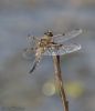 Four-spotted Chaser at Wallasea Island (RSPB) (Jeff Delve) (39322 bytes)