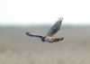 Hen Harrier at Wallasea Island (RSPB) (Paul Griggs) (21249 bytes)