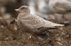 Glaucous Gull at Private site with no public access (Steve Arlow) (172795 bytes)