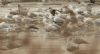 Iceland Gull at Bowers Marsh (RSPB) (Steve Arlow) (50647 bytes)