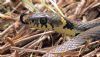 Grass Snake at West Canvey Marsh (RSPB) (Tim Bourne) (74896 bytes)