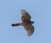 Sparrowhawk at Gunners Park (Andrew Armstrong) (27927 bytes)