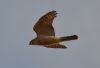 Sparrowhawk at Leigh on Sea (Graham Mee) (23298 bytes)