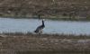 Barnacle Goose at Wallasea Island (RSPB) (Jeff Delve) (56498 bytes)