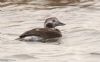 Long-tailed Duck at Wallasea Island (RSPB) (Jeff Delve) (51392 bytes)