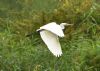 Great White Egret at Bowers Marsh (RSPB) (Graham Oakes) (79473 bytes)
