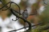 Spotted Flycatcher at Gunners Park (Richard Howard) (100222 bytes)