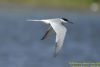 Common Tern at Bowers Marsh (RSPB) (Richard Howard) (26916 bytes)