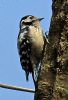Lesser Spotted Woodpecker at Hockley Woods (Vince Kinsler) (163987 bytes)