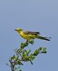 Yellow Wagtail at Bowers Marsh (RSPB) (Graham Oakes) (44623 bytes)