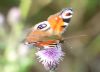 Peacock Butterfly at Bowers Marsh (RSPB) (Richard Howard) (171499 bytes)