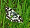 Marbled White at Canvey Way (Graham Oakes) (100564 bytes)