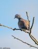 Turtle Dove at Wakering Stairs (Jeff Delve) (34994 bytes)