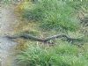 Grass Snake at West Canvey Marsh (RSPB) (Vince Kinsler) (128735 bytes)