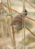 Cetti's Warbler at Bowers Marsh (RSPB) (Graham Oakes) (61746 bytes) Cetti's Warbler at Bowers Marsh (RSPB) (Graham Oakes) (61746 bytes)