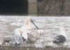 Spoonbill at Bowers Marsh (RSPB) (Paul Griggs) (58107 bytes)