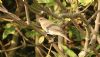 Garden Warbler at Gunners Park (Steve Arlow) (79279 bytes)