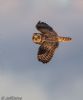 Short-eared Owl at Wallasea Island (RSPB) (Jeff Delve) (47752 bytes)