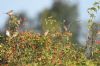 Tree Sparrow at Gunners Park (Richard Howard) (103751 bytes)