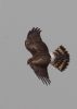 Hen Harrier at Wallasea Island (RSPB) (Jeff Delve) (25687 bytes)