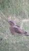Wryneck at Gunners Park (Neil Chambers) (58583 bytes)