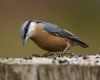 Nuthatch at Hockley Woods (Graham Oakes) (45198 bytes)