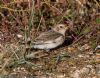 Snow Bunting at Thorpe Bay Seafront (Jeff Delve) (127851 bytes)