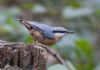 Nuthatch at Hockley Woods (Jeff Delve) (50373 bytes)