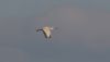 Spoonbill at Canvey Heights C.P. & Newlands (Steve Arlow) (9399 bytes)