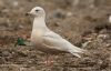 Iceland Gull at Private site with no public access (Steve Arlow) (137390 bytes)