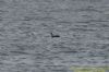Red-throated Diver at Canvey Point (Richard Howard) (75427 bytes)